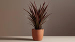growth pattern of Cordyline Coffee Compacta Regular Rooted Starter Plant live palm from Divine Roots