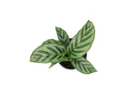 top view of Calathea Freddie live prayer plant from Divine Roots