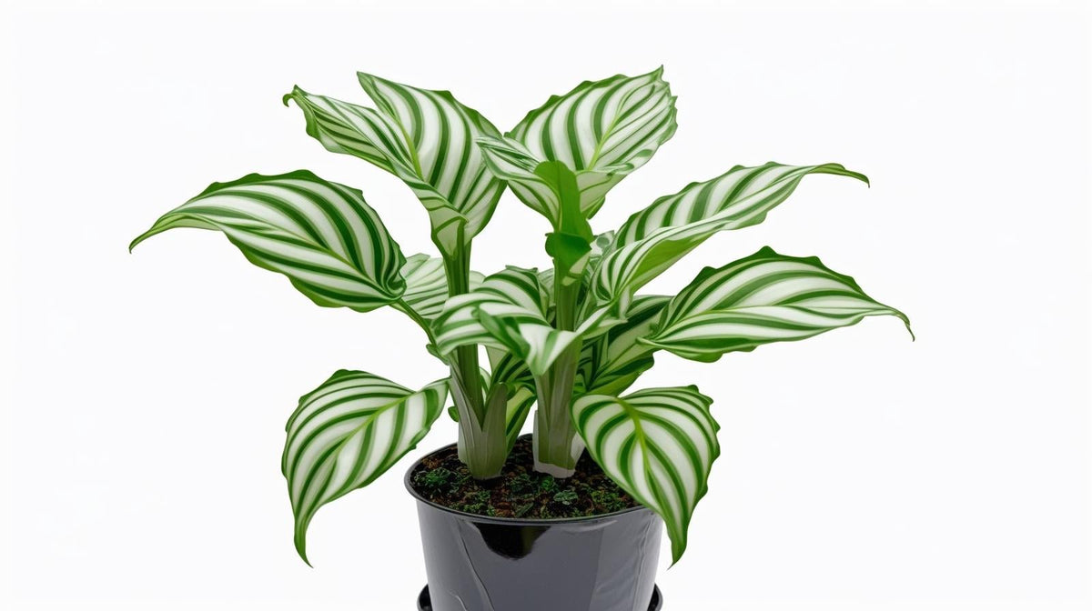 detail shot of Calathea Freddie live prayer plant from Divine Roots