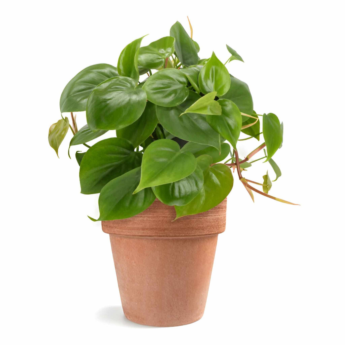 Philodendron Cordatum Regular live plant from Divine Roots — photo 2 of 10