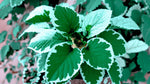 Plectranthus Swedish Ivy Mint live plant from Divine Roots — photo 8 of 12