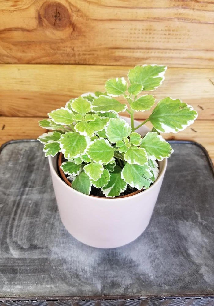 Plectranthus Swedish Ivy Mint live plant from Divine Roots — photo 12 of 12