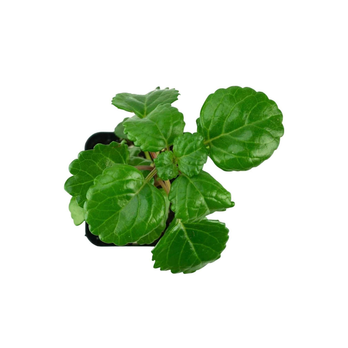 Plectranthus Swedish Ivy Assorted live plant from Divine Roots — photo 3 of 10