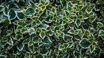 Plectranthus Swedish Ivy Assorted live plant from Divine Roots — photo 9 of 10