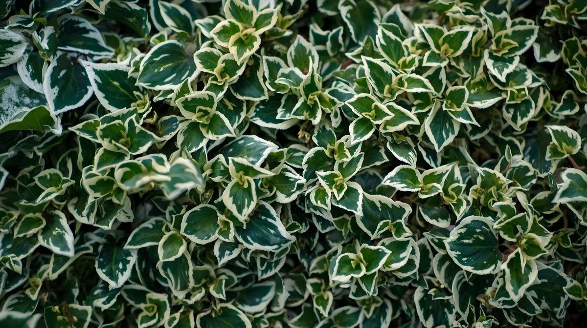 Plectranthus Swedish Ivy Assorted live plant from Divine Roots — photo 9 of 10