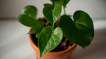 Philodendron Cordatum Regular live plant from Divine Roots — photo 8 of 10