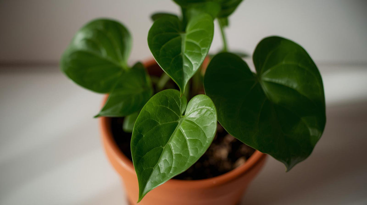Philodendron Cordatum Regular live plant from Divine Roots — photo 8 of 10