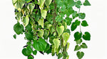 Plectranthus Swedish Ivy Assorted live plant from Divine Roots — photo 7 of 10