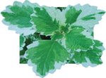 Plectranthus Swedish Ivy Mint live plant from Divine Roots — photo 4 of 12
