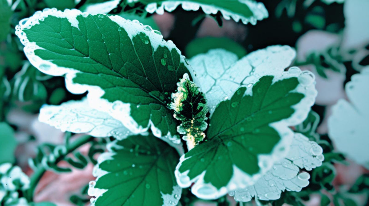 Plectranthus Swedish Ivy Mint live plant from Divine Roots — photo 9 of 12