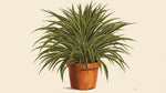 side profile of Cordyline Coffee Compacta Regular Rooted Starter Plant live palm from Divine Roots