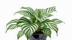 side profile of Calathea Freddie live prayer plant from Divine Roots